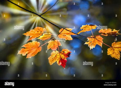 Maple Leaves During Autumn On A Tree Branch Illuminated From Behind By