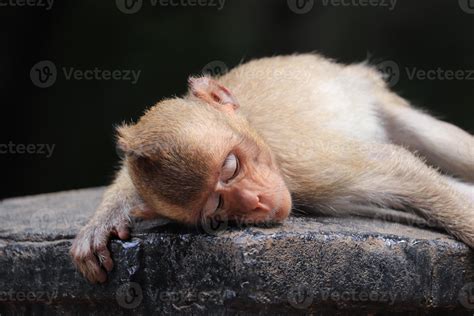 Golden Monkey Macaque Sleepy 8012442 Stock Photo At Vecteezy