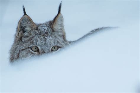 Into The Wintry Kingdom Of The Canada Lynx Canadian Geographic