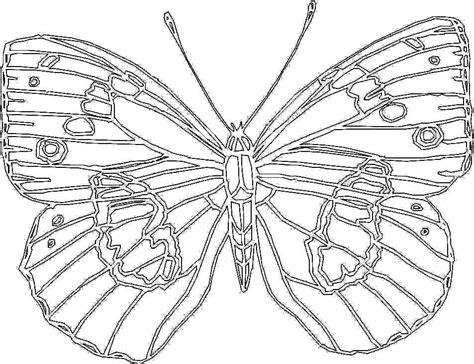 Big Butterfly Coloring Page for Kids Printable