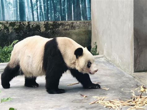 Worlds Oldest Captive Giant Panda Celebrates 38th Birthday Life