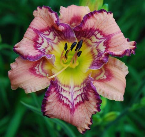 Daylily (Hemerocallis 'Get Jiggy') in the Daylilies Database - Garden.org