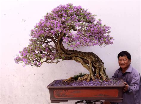 Big Bonsai Tree With Wondeful Purple Flowers Perhaps A Jacaranda
