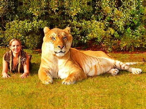 Liger Hercules In Guinness Book Of World Records