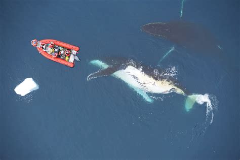 More images for how big is a baby humpback whale » How blue whales became the biggest animals to ever live ...
