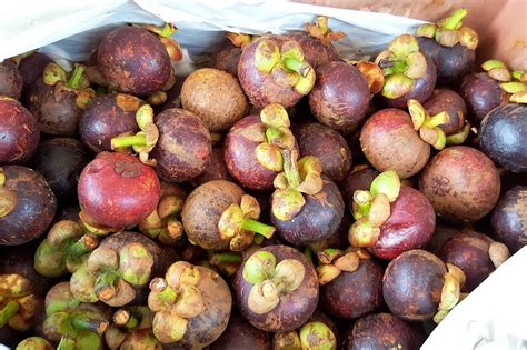 If you're looking to try the best food in bali, make sure to try out exotic fruits and veggies, sip coconut water from a freshly picked young coconut, spice. 10 Best Tropical Fruits to Try in Bali - Most Popular ...
