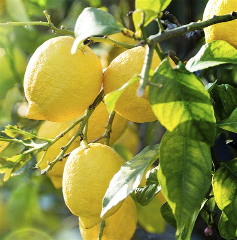 Lemon Tree Pests Daltons