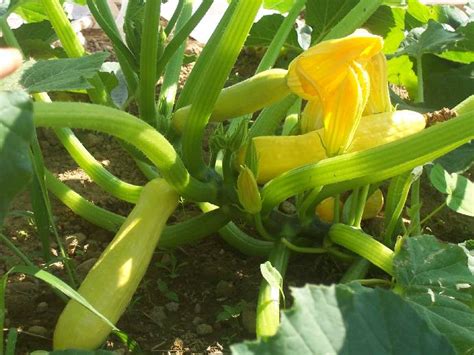 Check spelling or type a new query. Your Garden Geek: Summer Squash
