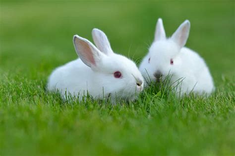 Pet Rabbits Life Expectancy And Other Interesting Rabbit Facts