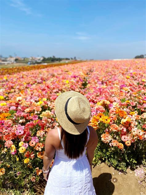 Visiting The Carlsbad Flower Fields Everything You Need To Know 2023