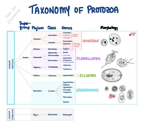 taxonomy of protozoa amoebae flagellates ciliates grepmed