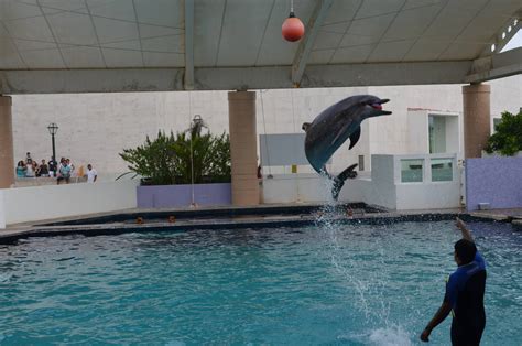 Dolphin Show Zoochat