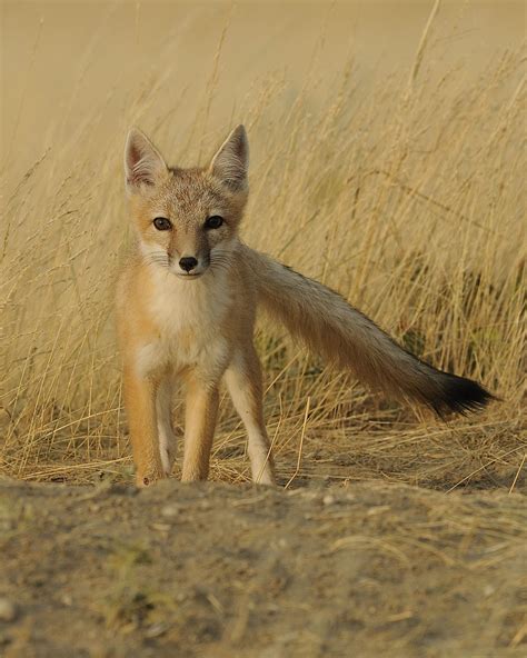 Swift Fox Nature Alberta