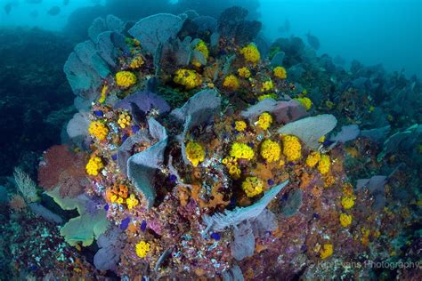 Reef Off The Coast Of Coiba Panama Coiba Panama Coral Reef