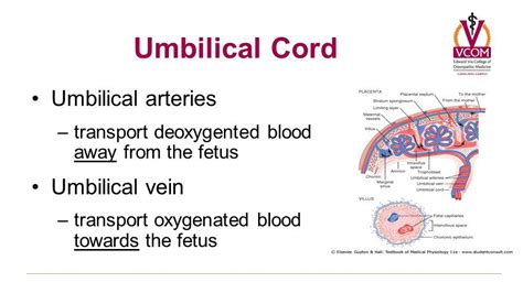 Umbilical Vessels Anatomy