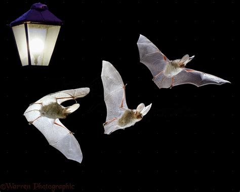 Long Eared Bat Flight Sequence Photo Wp10221