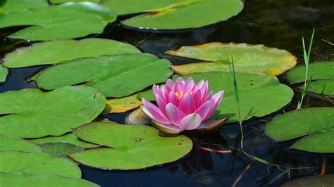 Les N Nuphars Nymphaea Plantes Aquatiques Photo Nature Et Macro