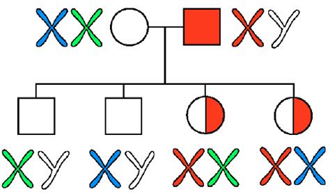 Sex Linked Inheritance In Which An X Chromosome With A Mutant Gene