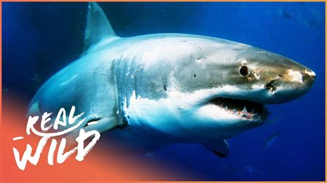 Sharks The Kings Of The Ocean Animal Documentary Sharks Real