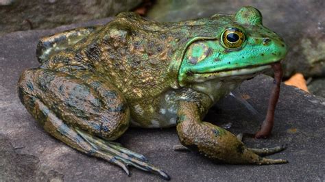 Learn About Frogs And Toads Frogpets
