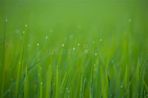 Grass Fresh Green Spring Grass With Dew Drops Closeup Stock Photo