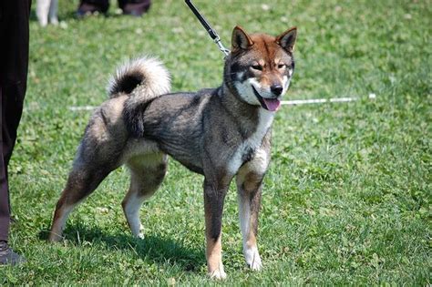 Are Shikoku Dogs Intelligent Dogs