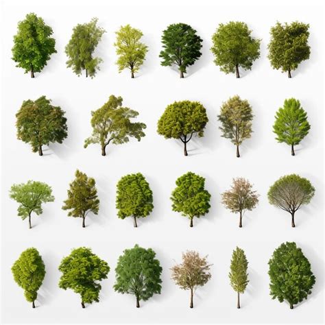 Premium Photo Collection Realistic Trees Isolated On White Background