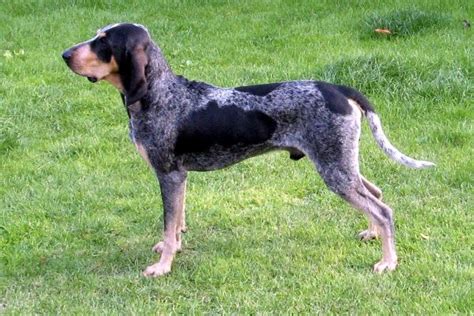 This breed is known to be very. Schweizer Laufhund Luzerner / Small Lucerne Hound | Dog ...