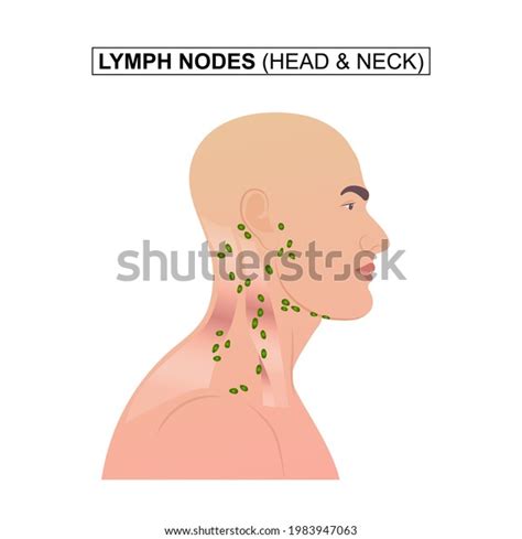 Lymph Nodes Head Neck Stock Vector Royalty Free 1983947063 Shutterstock