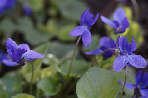 Violet Flowers Plant · Free Photo On Pixabay