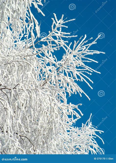 Winter Hoar Frost On Tree Stock Photo Image Of Russia 375170