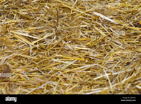 Dry Yellow Straw Grass Background Texture After Havest Stock Photo Alamy