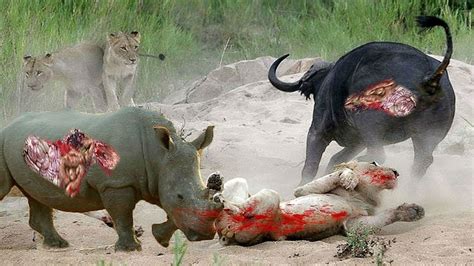 Animals Attack The Lions Attack Buffalo Vs Tiger Vs Rhino