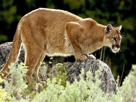 Cougar Mountain Lion Pets