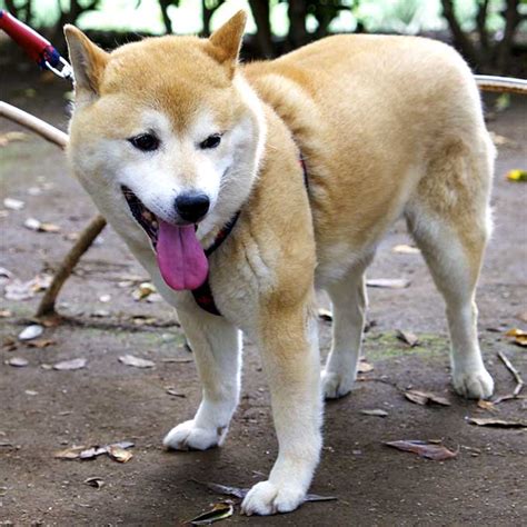 Shiba Inu Dog Breed Information Pictures Characteristics