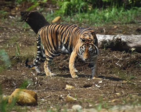 Sumatran Tiger - Facts, Diet, Habitat & Pictures on Animalia.bio