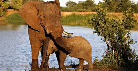 Botswana Lifts Ban On Trophy Hunting Putting Elephants In Danger