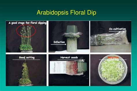 Ppt Plant Genetic Transformation Powerpoint Presentation Free