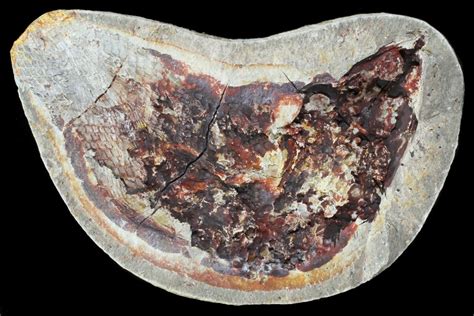 4 Triassic Fossil Fish In Nodule Madagascar For Sale 53754