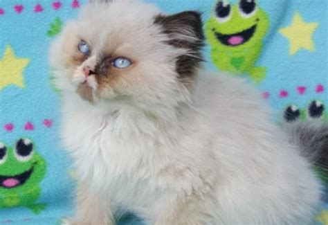 Himalayan Kittens For Sale Cats Breed Himalayan