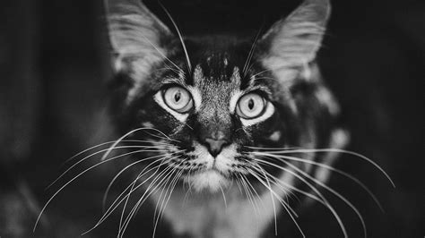 Download Wallpaper 1366x768 Cat Muzzle Bw Fluffy Mustache Tablet