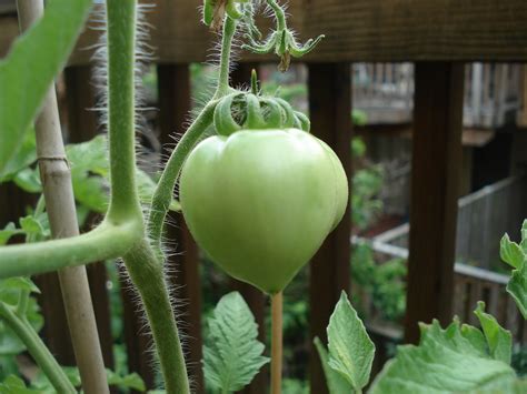 I followed a generic seed planter and planted these seeds, they always grew. Bumble Lush Garden: Almost Wordless Wednesday