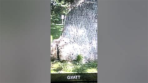 Tree Gyatt Credit Wallywalker Bp2hn Youtube