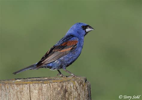 Check out our grosbeaks selection for the very best in unique or custom, handmade pieces from our shops. Identification Keys and Tips - "Blue" Grosbeaks and Buntings