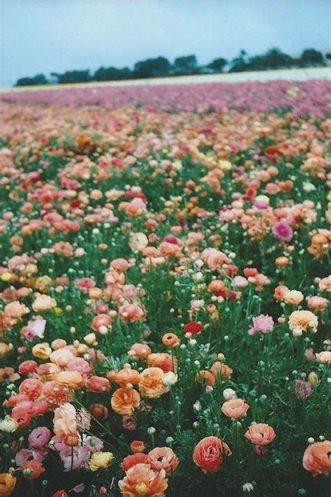 Walking through sprawling fields of blooming flowers is the perfect way to celebrate spring. Pin by Grove Collaborative on pretty things | Flower ...