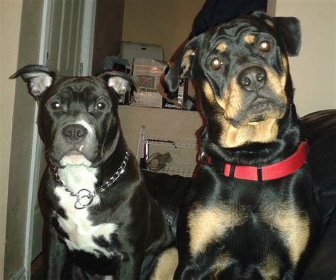 My Pit Bull Buddy And Rottweiler Bear Waiting For There Treat Pit