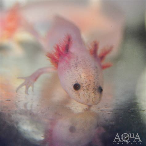 Blue Gill Leucistic Axolotl Ambystoma Mexicanum Aqua Imports