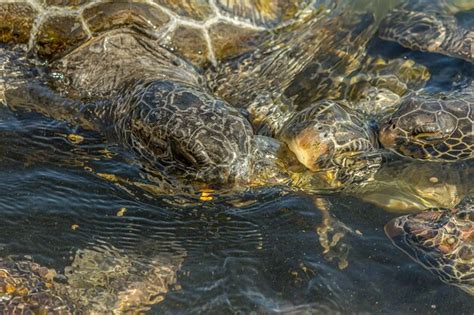 Premium Photo Green Sea Turtles Chelonia Mydas Are Fighting