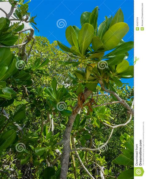 Aruba Foliage Stock Photo Image Of Vibrant Color Clear 43437316