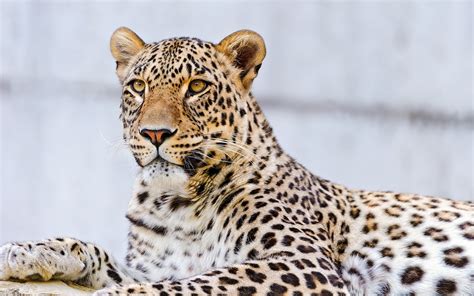 Wildlife Photography Of Leopard Hd Wallpaper Wallpaper Flare